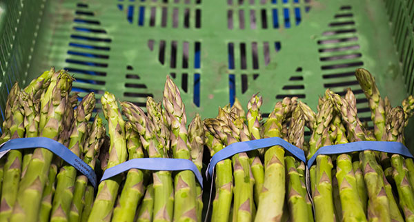 box-asperges